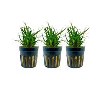 AquaOne Lot de 3 plantes d'aquarium Eriocaulon sp. « Vietnam »