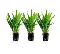 AquaOne Lot de 3 plantes d'aquarium Microsorum pteropus racine/rhizome