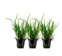 AquaOne Lot de 3 plantes d'aquarium Microsorum pteropus « Trident »