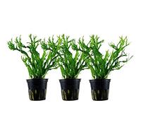 AquaOne Lot de 3 plantes d'aquarium Microsorum pteropus 'Windelov' I Plante aquatique Plante d'aquarium Porte-greffe/rhizome entièrement enraciné Facile d'entretien Décoration d'aquascaping