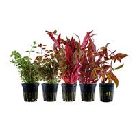 AquaOne Lot de 5 jolies plantes d'aquarium colorées en pot