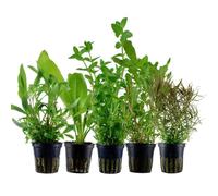 AquaOne Lot de 5 plantes aquatiques Ammannia Echinodorus