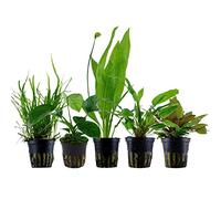 AquaOne Lot de 5 plantes aquatiques I Diskus Plantes d'aquarium I Anubias Microsorum Echinodorus Cryptocoryne I Ensemble de poissons discus