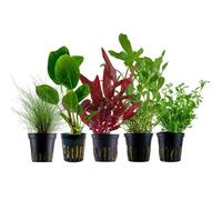 AquaOne Lot de 5 plantes aquatiques pour aquarium
