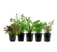 AquaOne Lot de 5 plantes aquatiques pour aquarium Limnophila Cryptocoryne