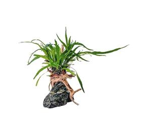 AquaOne Microsorum Plante sur racine de marais avec pierre Seiryu
