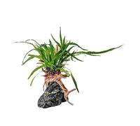 AquaOne Microsorum Plante sur racine de Moorkien avec pierre Seiryu Décoration d'aquarium Plante aquatique Racine Roche Mini paysage Aquascaping Facile d'entretien