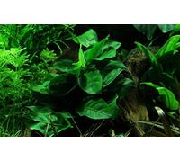 AquaOne Plante d'aquarium Anubias barteri nana I Plante aquatique Plante d'aquarium Porte-racine / rhizome entièrement enraciné Facile d'entretien Décoration d'aquarium