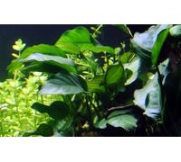 AquaOne Plante d'aquarium Anubias barteri var.barteri I Plante aquatique Plante d'aquarium Porte-racine/rhizome entièrement enracinée Facile d'entretien Décoration d'aquarium