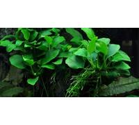 AquaOne Plante d'aquarium Anubias « Petite » I Plante aquatique Plante d'aquarium Plante tige entièrement racinée Facile d'entretien Décoration d'aquarium