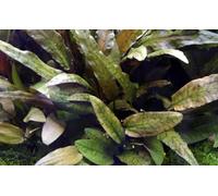 AquaOne Plante d'aquarium Cryptocoryne wendtii plante aquatique rosace