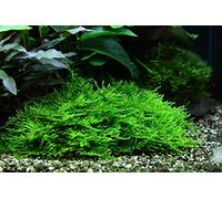 AquaOne Plante d'aquarium In Vitro 1 pièce Mousse Taxiphyllum « Spiky » Plante aquatique 1-2 plantes d'aquarium Pot de mousse Plantes d'aquarium de laboratoire