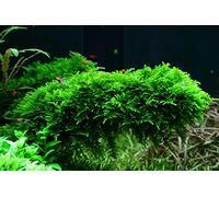 AquaOne Plante d'aquarium in vitro 2 pièces Mousse Vesicularia dubyana Noël Plante aquatique 1-2 plantes d'aquarium Set de mousses Gobelets Plantes d'aquarium de laboratoire