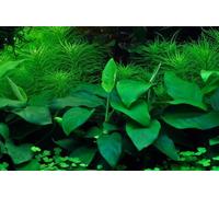 AquaOne Plante d'aquarium in vitro Anubias barteri nana