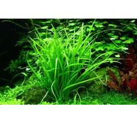 AquaOne Plante d'aquarium In Vitro Helanthium tenellum 'Green' Plante aquatique 1-2 plantes ! Plante d'aquarium Tasse Laboratoire Plantes d'aquarium Décoration Aquascaping