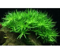 AquaOne Plante d'aquarium In Vitro Heteranthera zosterifolia Plante aquatique 1-2 plantes ! Plante d'aquarium Gobelets Laboratoire Plantes d'aquarium Décoration Aquascaping