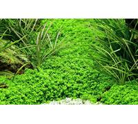 AquaOne Plante d'aquarium In Vitro Micranthemum callitrichoides « Cuba » Plante aquatique 1-2 plantes ! Plante d'aquarium Gobelets Laboratoire Plantes d'aquarium Décoration Aquascaping