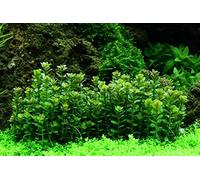 AquaOne Plante d'aquarium In Vitro Rotala indica « Bonsaï » Plante aquatique 1-2 plantes d'aquarium Gobelets Laboratoire Plantes d'aquarium Décoration Aquascaping