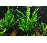 AquaOne Plante d'aquarium Microsorum pteropus I Plante aquatique Plante d'aquarium Rhizome entièrement enracinée Facile d'entretien Décoration d'aquarium