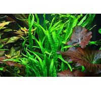 AquaOne Plante d'aquarium Microsorum pteropus « Narrow » racine/rhizome