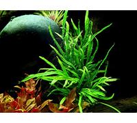 AquaOne Plante d'aquarium Microsorum pteropus « Trident » I Plante aquatique Plante d'aquarium Porte-racine/rhizome entièrement enracinée Facile à entretenir Décoration d'aquarium