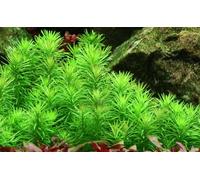 AquaOne Plante d'aquarium Pogostemon erectus I Plante aquatique Plante d'aquarium Plante tige entièrement racinée Moyen Facile d'entretien Décoration d'aquarium