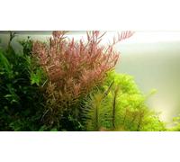 AquaOne Plante d'aquarium Rotala rotundifolia I Plante aquatique médium Plante d'aquarium Plante tige entièrement enracinée Décoration d'aquarium
