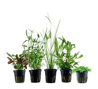 AquaOne Plantes d'aquarium | 5 x plantes aquatiques | plantes d'aquarium pour débutants | Cyperus Hygrophila Lobelia Micranthemum Murdannia | Ensemble de 5 plantes d'aquarium