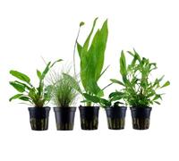 AquaOne Plantes d'aquarium I 5X plantes aquatiques I Plantes d'aquarium pour débutants I Echinodorus Hygrophila Cryptocoryne Eleocharis Anubias I Ensemble de 5 plantes d'aquarium