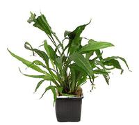 AquaOne Plantes d'aquarium I Plante mère Microsorum pteropus XL I Plante d'aquarium simple I Fond fougère de Java I Décoration d'aquarium