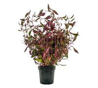 AquaOne Plantes d'aquarium Plante mère Alternanthera rosaefolia XL | Plante d'aquarium Fond Rosace