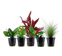 AquaOne Plantes d'aquarium - Set de pots de plantes No.111