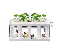 Aquarium Aquarium de Bureau Transparent en Acrylique à 4 Compartiments for Poissons Marins, Aquarium spécial for Poissons de Combat créatif avec Couvercle Blanc Bocal Poisson