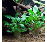 Aquarium Fan 3 X Grappe de Cryptocoryne, Cryptocoryne Mix, différents Types pour Fish Tank