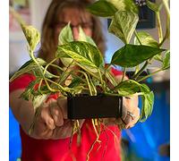 Aquarium Plant Holder - Holders Cup, Tank Decoration, Compact Size Lightweight Durable Finish Removable | Suitable Ideal aquascpe Hobby Reef Tanks Freshwater Saltwater Fish Display Arrangement