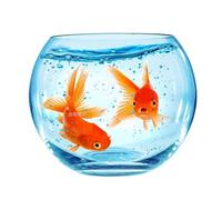 Aquarium vide pour faire des trucs de poissons vivants - Accessoire magique pour spectacles sur scène et spectacles de talent - Matériau en PVC pour de superbes illusions