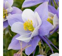 Aquilegia Heavenly Blue - Une plante de sous-bois ombragée et rustique