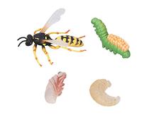 aqxreight Modèle de Cycle de Croissance d'abeille de Guêpe, Simulation éducative Précoce, Modèle d'insectes et 'Animaux pour Enfants, Cadeaux, Décoration, Croissance, Figurines Artisanales,