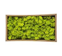 aqxreight Mousse Décorative Préservée Mousse Préservée pour la Maison Décorative pour la Décoration de la Maison, Ne Se Décolore Pas, Idéale pour l'artisanat, le Modélisme, Pâques, (Vert tendre /