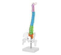 aqxreight Nouveau Modèle de Colonne Vertébrale Squelette Anatomique à la Taille de la Vie Colorée avec une Couleur de Pelvis Fémur de 45 Cm Cette Médecine Facile a une structure. Apprentissage