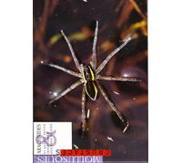 Arachnidées Et Autres Petits Invertébrés Des Eaux Douces