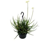Araignée Aloe Bakeri Plante suspendue en pot suspendu 14 cm