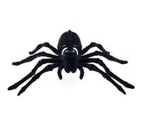 araignée squelette noire floquée 22x13cm - chaks 13158 Noir G