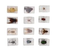 Aramox 12 PCS Real Specimens Transparent Science Education for Kids Bug Specimens avec des Ornements Exquis Faits à la Main pour Les Enfants