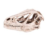 Aramox Modèle de Crâne de Dinosaure, Modèle Squelette Animal de Haute Simulation pour la Décoration de la Maison et du Bureau, Outil d'enseignement pour la familiarité des Animaux Anciens, Présent