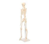 Aramox Modèle de Squelette Humain Squelette Anatomique ABS 33 Pouces Articulations Détachables Structure Osseuse Détaillée pour les écoles d'anatomie, les Hôpitaux et la Recherche