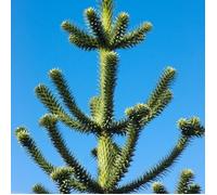 Araucaria du Chili - Araucaria araucana 15/20cm Pot 2,5L