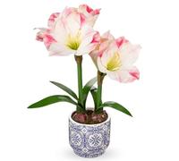 Arborus Amaryllis artificielle rose dans un pot en céramique bleu de 45,7 cm de haut, fausse amaryllis d'intérieur avec bulbes décoratifs pour la maison, le bureau, la salle de bain, la décoration de