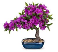 Arborus Bonsaï artificiel dans un pot bleu de 47 cm - Grand bougainvillier artificiel dans un pot en céramique - Bougainvilliers violets - Fleur de printemps en soie synthétique pour la maison, le
