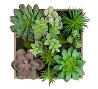 Arborus Plante succulente artificielle murale de 19,8 cm - Plante à suspendre à l'intérieur - Arrangement de plantes succulentes artificielles 3D dans un cadre en bois rustique pour maison, ferme